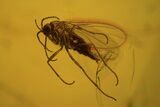 Three Detailed Fossil Flies (Diptera) In Baltic Amber #120656-2